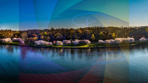 Cherry Blossoms on the River