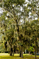 Carolina Spanish Moss Tree.