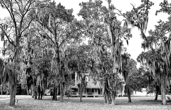 Carolina Spanish Moss